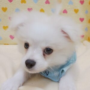ミックス犬