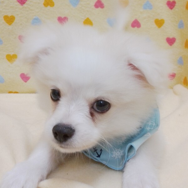 ミックス犬