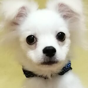 ミックス犬