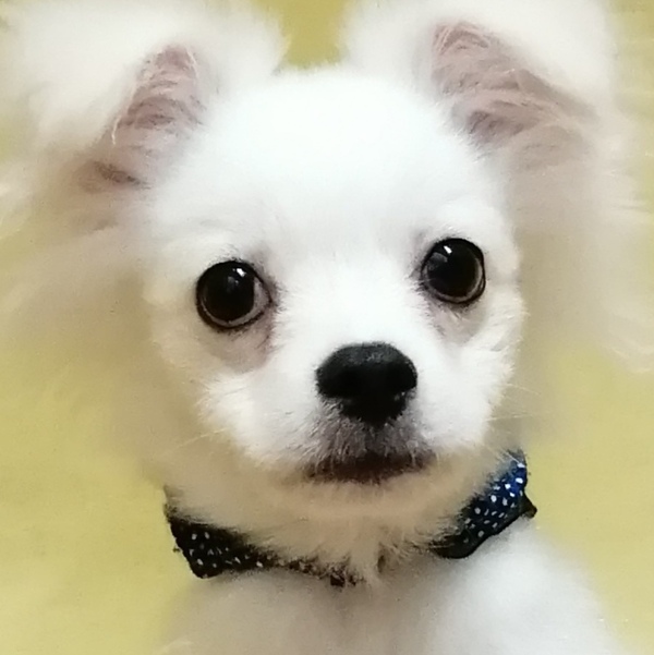 ミックス犬