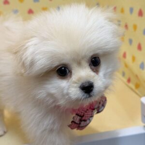 ミックス犬