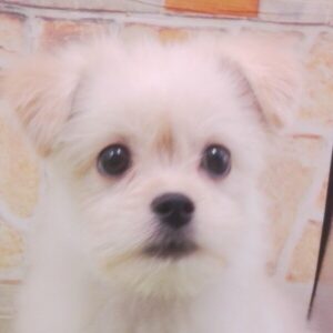 ミックス犬