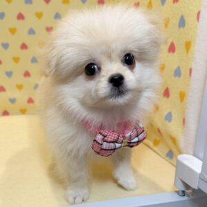 Alternative view of ミックス犬