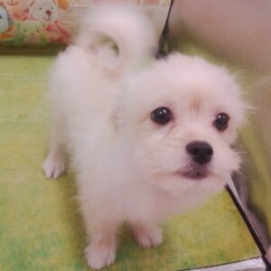 Alternative view of ミックス犬