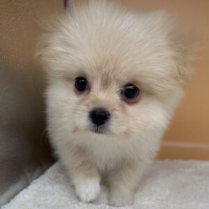 ミックス犬