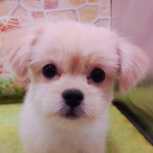 ミックス犬