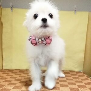 Alternative view of ミックス犬