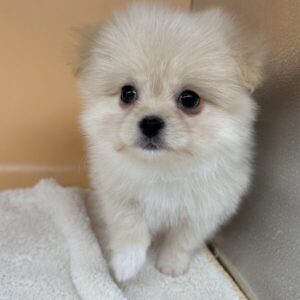 Alternative view of ミックス犬