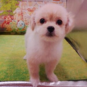 Alternative view of ミックス犬