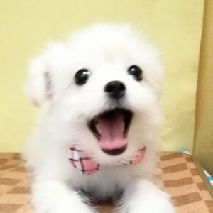 ミックス犬