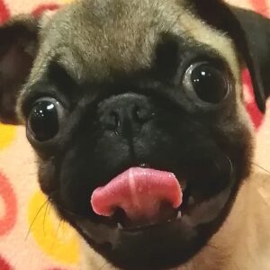 パグ