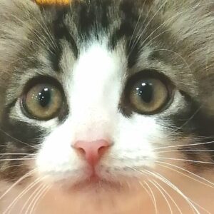 ノルウェージャン・フォレスト・キャット