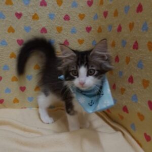 Alternative view of ノルウェージャン・フォレスト・キャット