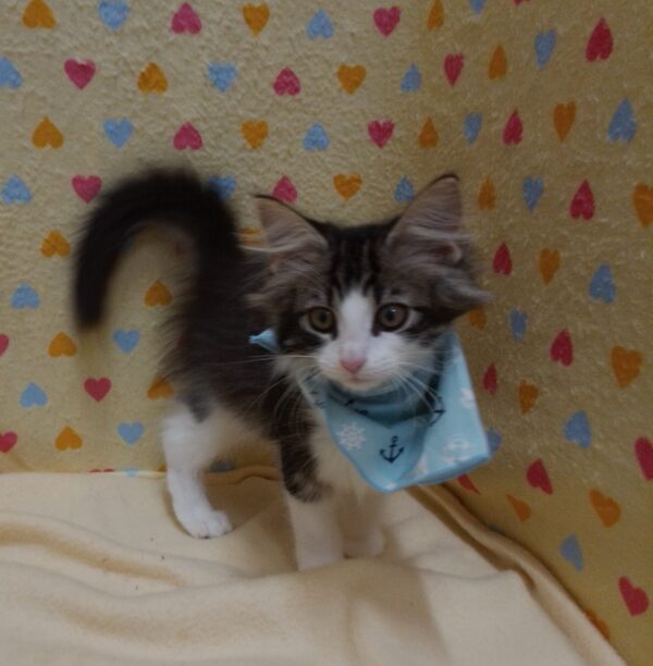 ノルウェージャン・フォレスト・キャット - 画像 (2)
