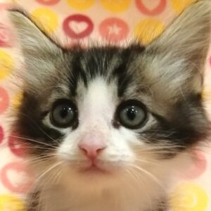 ノルウェージャン・フォレスト・キャット