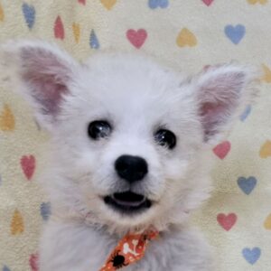 ミックス犬