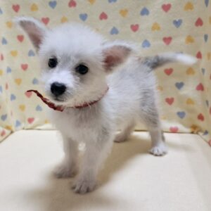 Alternative view of ミックス犬