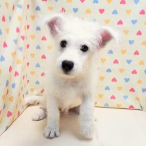 Alternative view of ミックス犬