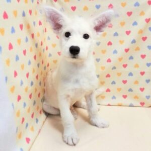 Alternative view of ミックス犬