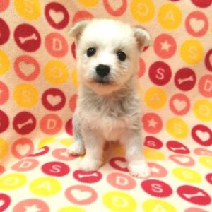 Alternative view of ミックス犬