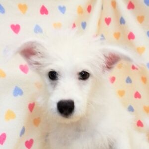 ミックス犬