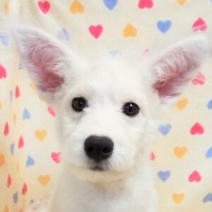 ミックス犬