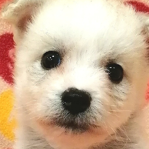 ミックス犬
