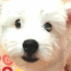 ミックス犬