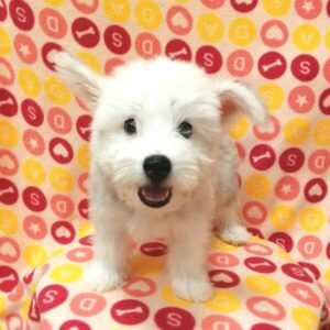 Alternative view of ミックス犬