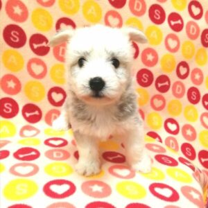 Alternative view of ミックス犬