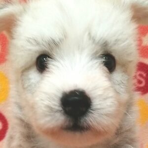 ミックス犬