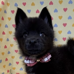 ミックス犬