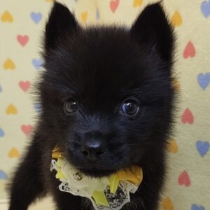 ミックス犬