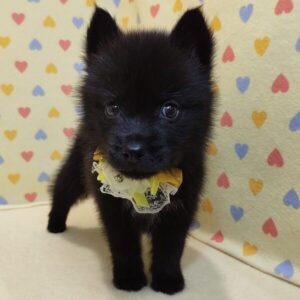 Alternative view of ミックス犬