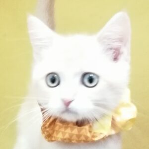 マンチカン