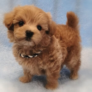 Alternative view of ミックス犬
