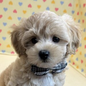 ミックス犬