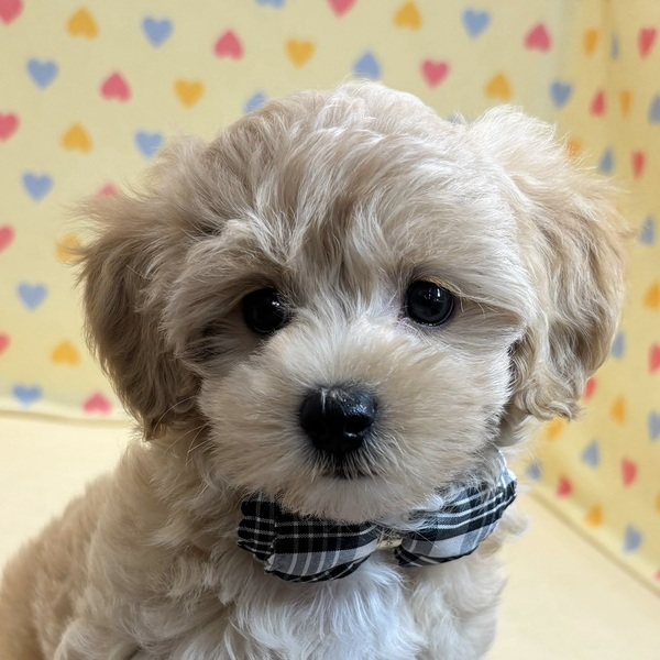 ミックス犬