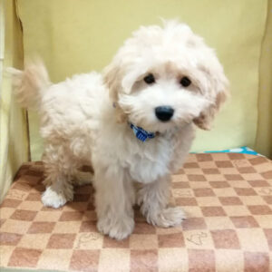Alternative view of ミックス犬