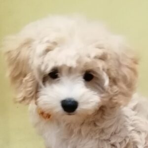 ミックス犬