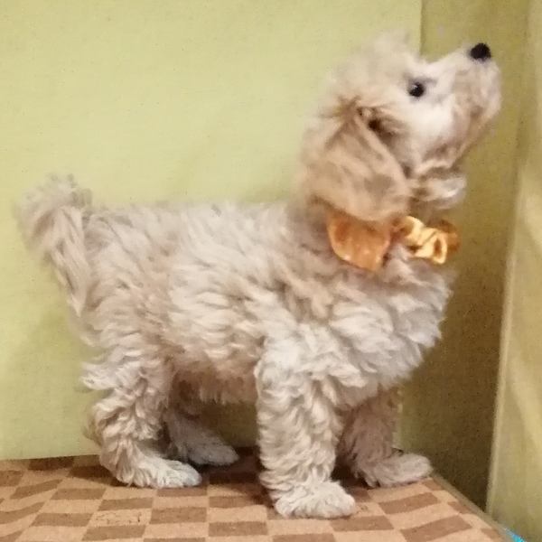 ミックス犬 - 画像 (5)