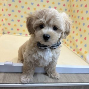 Alternative view of ミックス犬