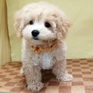 Alternative view of ミックス犬