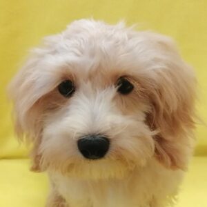 ミックス犬