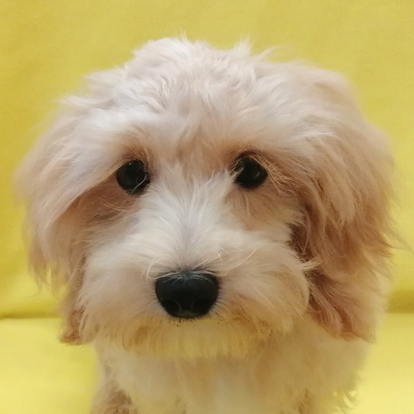 ミックス犬