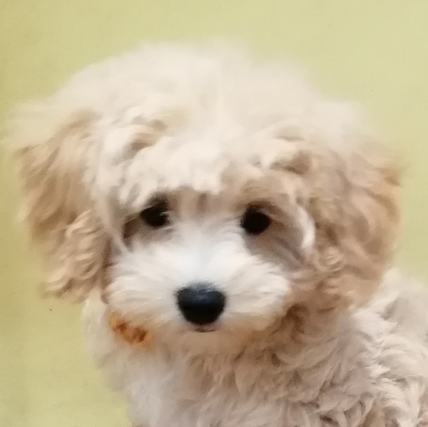 ミックス犬