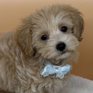 ミックス犬