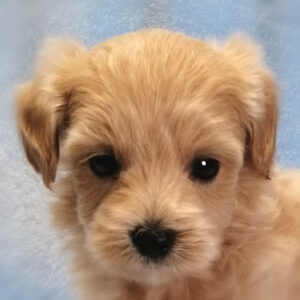 ミックス犬