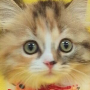 ミヌエット