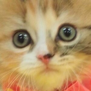 ミヌエット